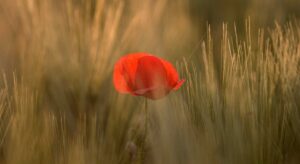 Bring Harmony into your Life with Yoga